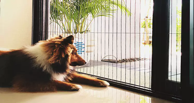 Sliding Screen Pet Door Repair in Castro Valley, CA